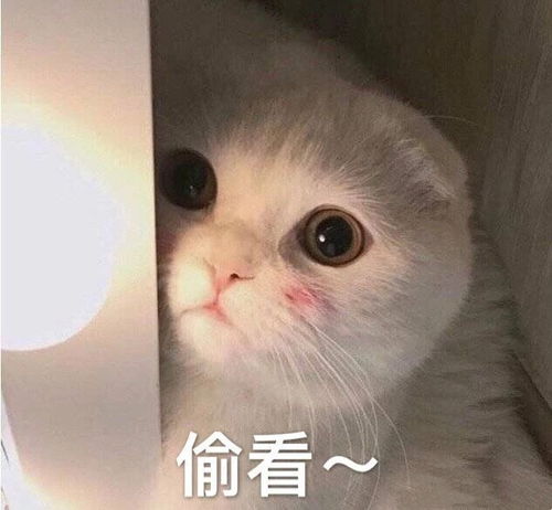  最新热门可爱搞笑表情包图片别念啦,小孩子不能看