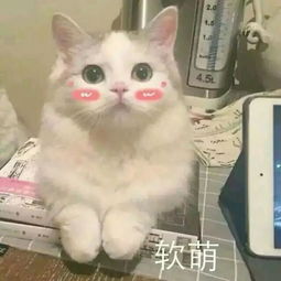  万物皆可夸