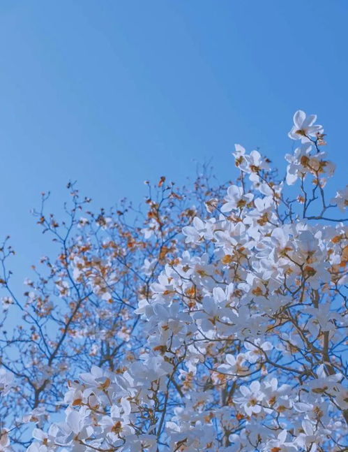  高清大图惊艳曝光或许,她们就是湖南最美校花,颜值出众