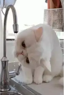  加菲猫想喝水,却又怕毛被打湿,委屈兮兮地表情笑喷了,猫脸扁,怪我咯