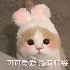  有哪些猫猫狗狗的头像
