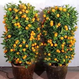  春节期间在家里养这些花好看又吉祥