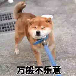 柴犬狗表情包