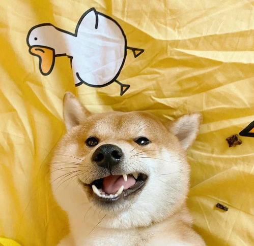  微信头像百看不厌