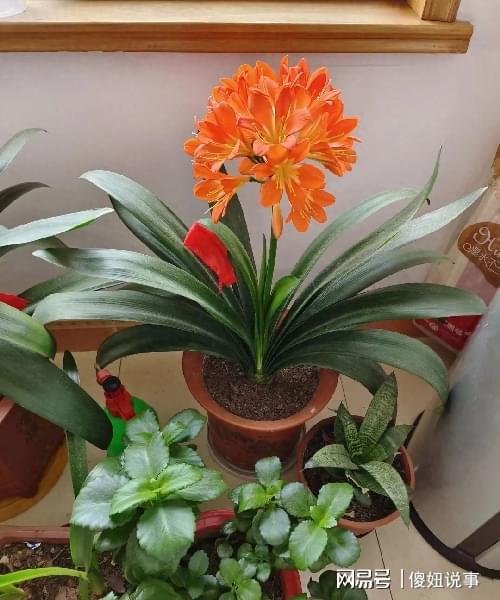  家中六种寓意吉祥的花卉,易养又带来好运,还越养越有价值