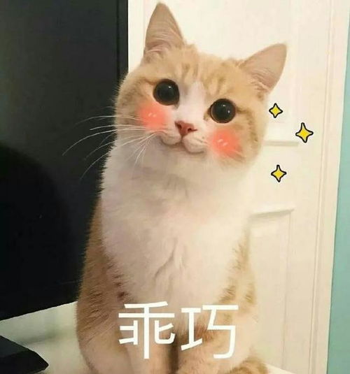 猫可爱表情包开学