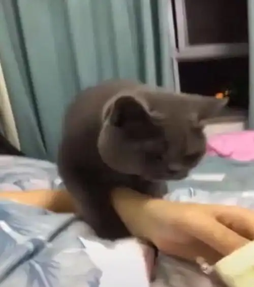  主人偷吃雪糕被猫看见,抱着主人手撒娇,不给就露出这表情