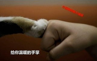 摸摸不哭的表情包摸头