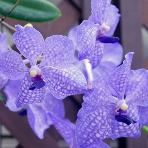  花艺小常识花艺师常用的花儿