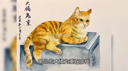  这只猫叫什么分享一波奇奇怪怪的知识146喵星人猫咪猫