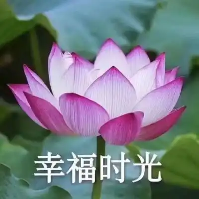  江淮佛系荷花微信头像岁月静好
