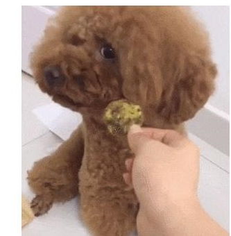 泰迪护食不让主人碰,尝了一口小表情逗笑主人,有那么难吃吗