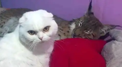  主人为了照顾新来的猞猁,让白猫安静点,没想到却被它委屈控诉
