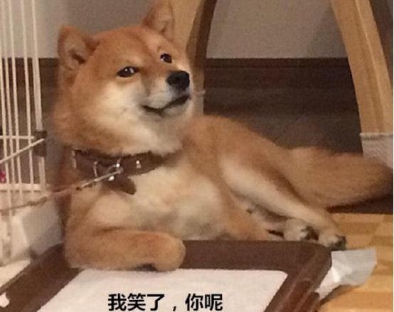  柴犬被主人教育,表情逐渐失去管理,网友表情包本包没错了