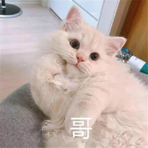  表情无水印搞笑萌宠表情包,二哈狗子在线生气,我要咬你哦表情