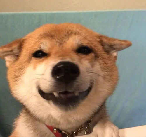 头像小狗