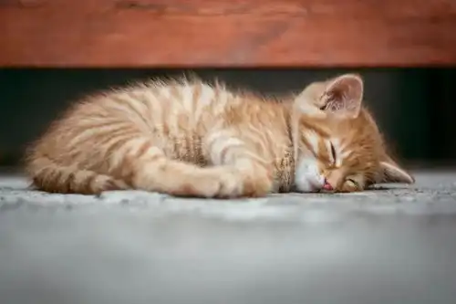  流浪猫如果再来一次,我还是愿意相信你