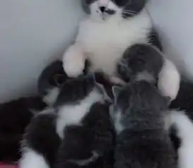  小奶猫一拥而上抢着吃奶,猫妈的表情亮了,网友生无可恋