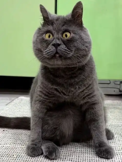 天生表情包的俄罗斯网红猫迷住了30多万人