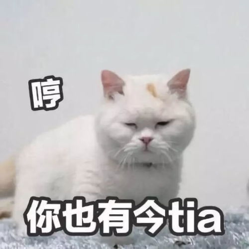  人见人爱的萌宠表情包