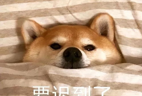 谁喝酒谁是狗表情包黑头