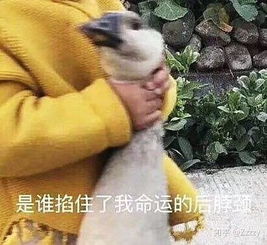  冬天来了上海的魔法攻击开始放大招了