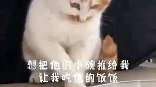  感觉快能吃了