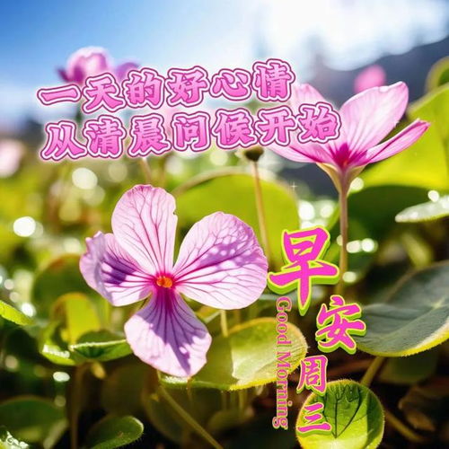  2024年6月26日星期三最新问候美图,五月廿一祝福图片周三愉快
