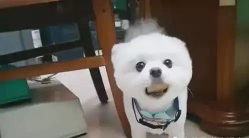  狗狗偷吃东西被抓包,含嘴里很为难,怀疑狗生的表情真逗