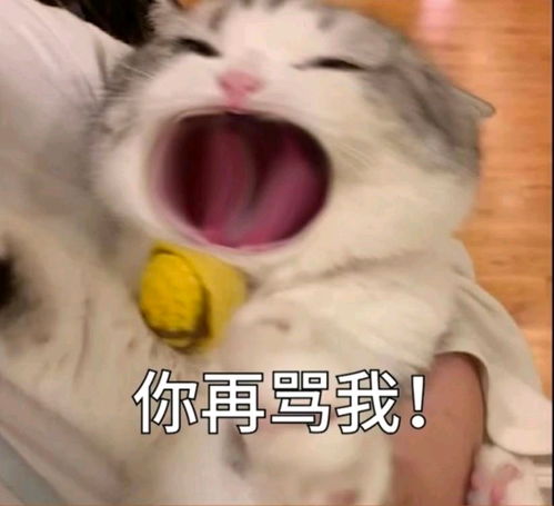  大嘴小猫咪表情包,很难不爱哦