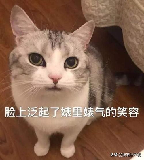  奇怪,给猫花钱的人都是什么心理