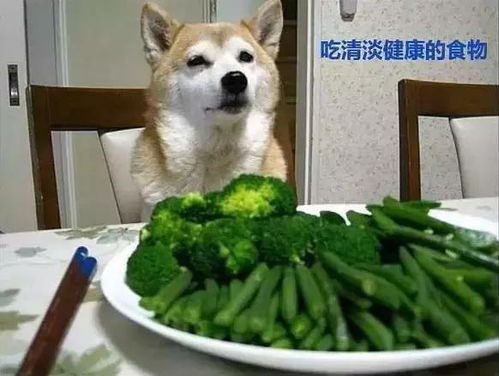  专治各种不开心,趁大好时光,爱你所爱
