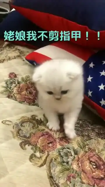  要给小猫咪剪指甲,这个小表情真是没谁了