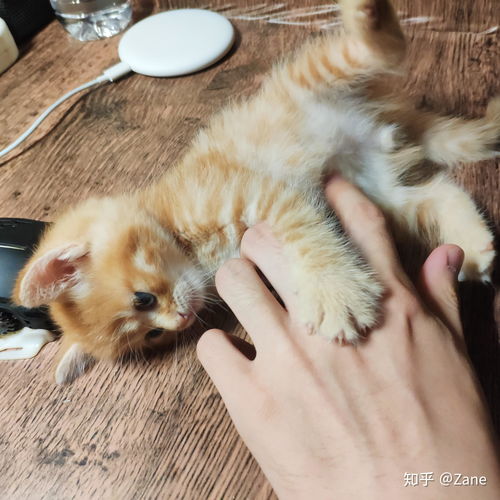  你见过最好看的橘猫长什么样
