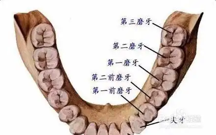  为什么智齿发炎的时候不能拔