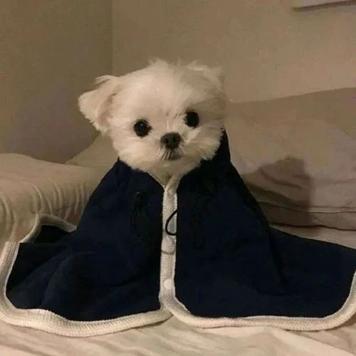 精选头像丨多组不同类型头像