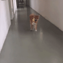  全宇宙最贱柴犬没有之一