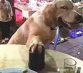  主人内急上厕所,狗狗替自己摇骰子,表情自信,感觉一手豹子