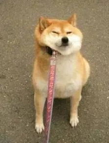  千万别把秋田当柴犬好吗愚蠢的铲屎官们
