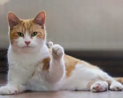  猫咪那些迷惑行为,难道真的只是因为无聊吗