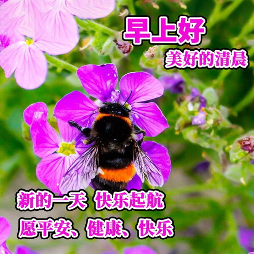  2024年5月10日早安图片大全,愿你平安喜乐,心随所愿,幸福吉祥快乐顾漫网易订阅
