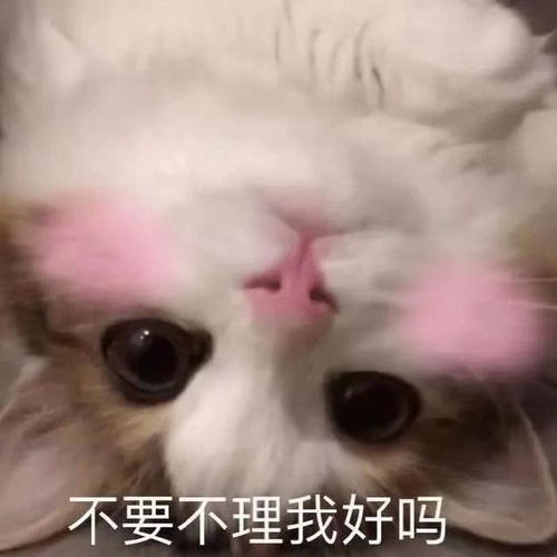  表情包没人疼没人爱,我是地里的一颗小白菜