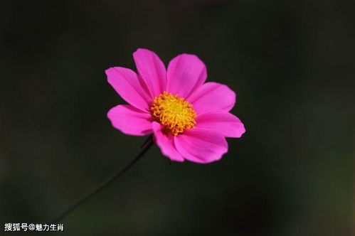  8月上旬开始好运不断,财运如虹,天天都有好心情的4大生肖