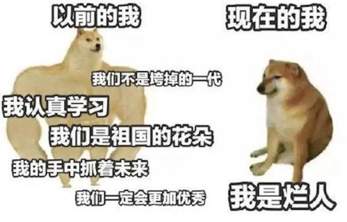  刷屏几亿人表情包的柴犬cheems,是如何火爆网络的
