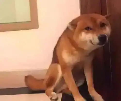 狗狗对着主人谄媚一笑,背后隐藏的是一个大大的阴谋