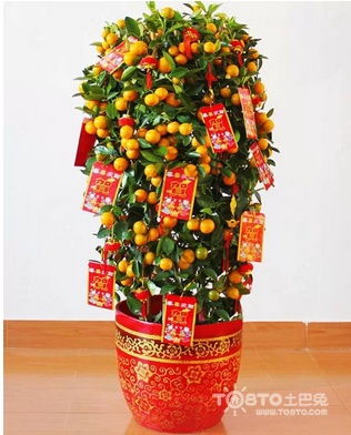  春节期间送什么更吉祥