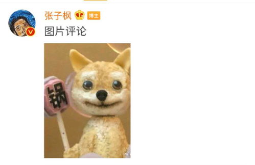  张子枫怀抱小锅晒太阳,表情一致超可爱,拍照人意外出镜引热议