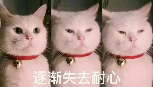  二哈太兴奋从楼上跳下砸晕主人