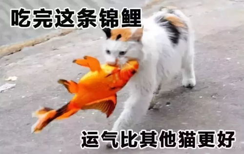 咸鱼躺表情包锦鲤