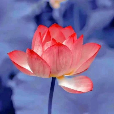  老人微信荷花头像图片,做微信头像最漂亮莲花的图片
